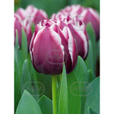 Hectarul - Bulbi de lalea Muralto, 5 bulbi